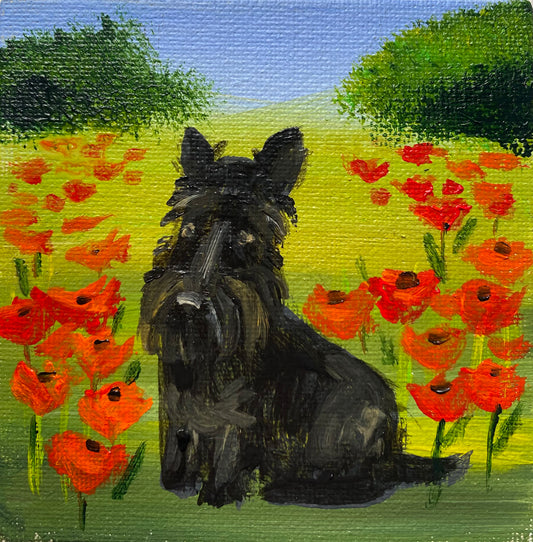 First Poppies