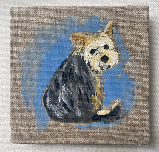 Little Yorkie