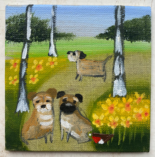 A Wander Through The March Daffs