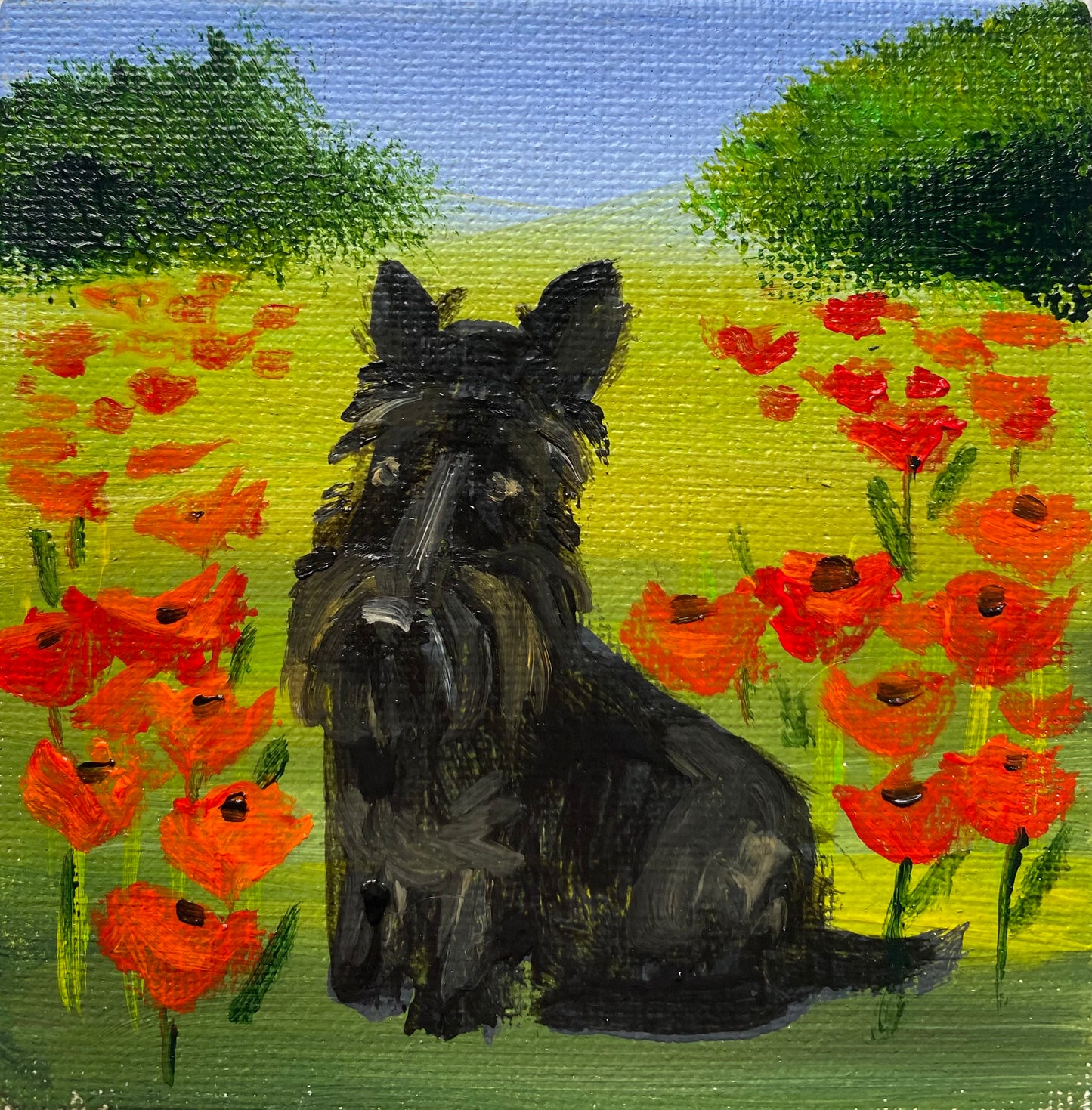 First Poppies