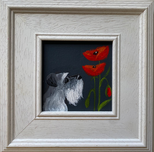 Grumpy Dave’s Poppy Annoyance