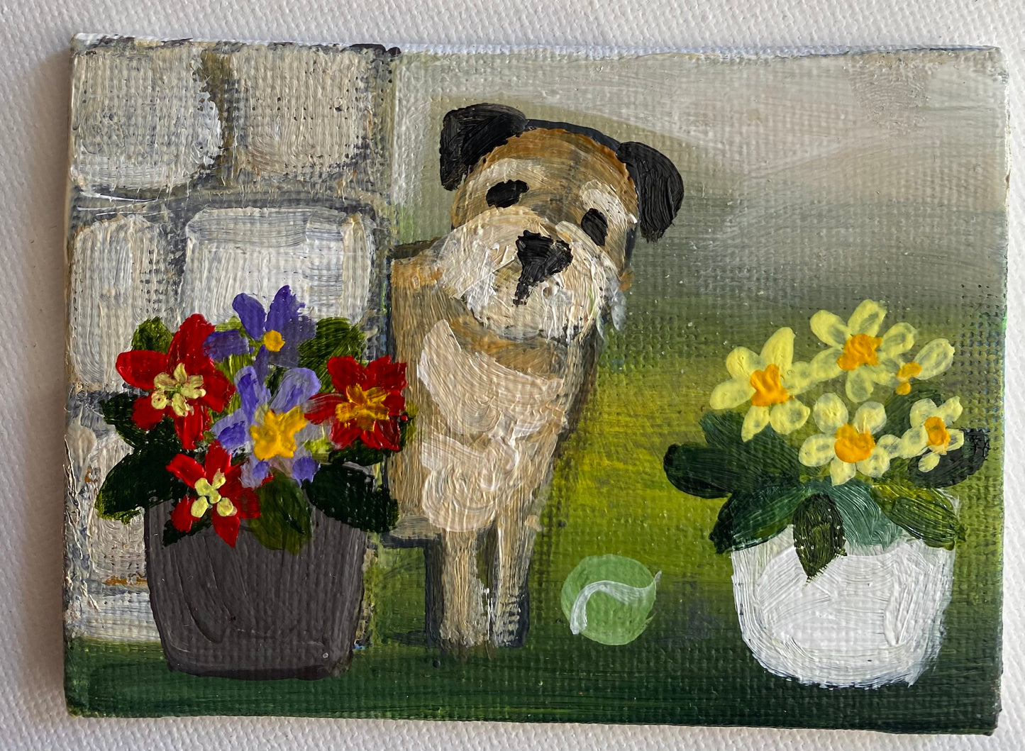 Primrose Peeping