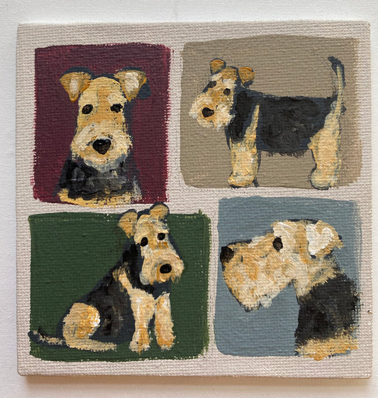 Four Welsh Terriers