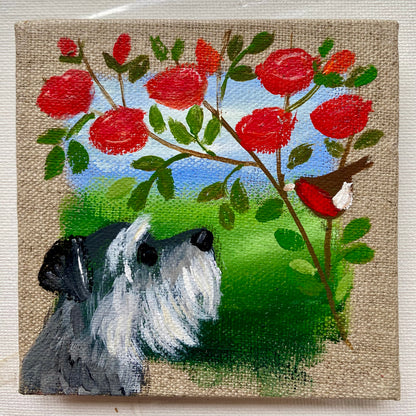 Sully The Schnauzer
