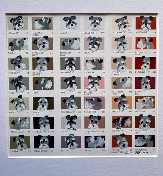 Schnauzer Colour Chart