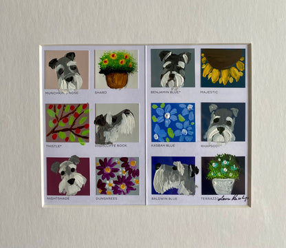 Schnauzer Colour Chart