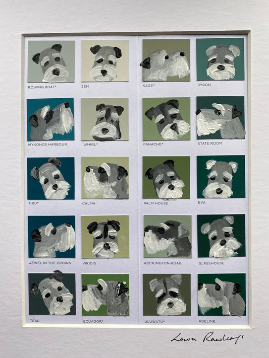 Schnauzer Colour Chart