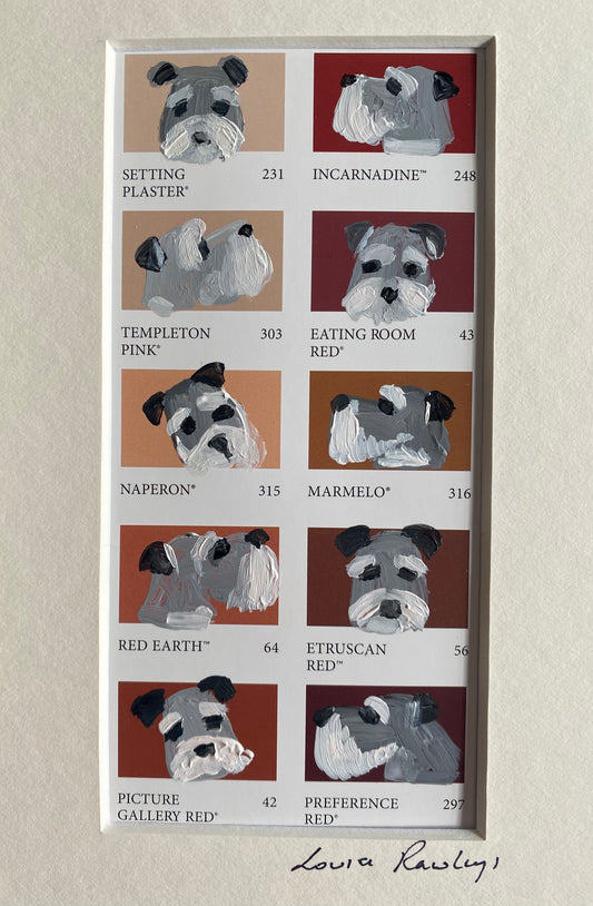 Schnauzer Colour Chart
