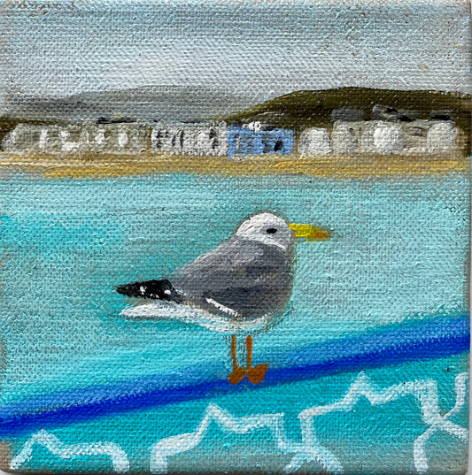 Llandudno Gull