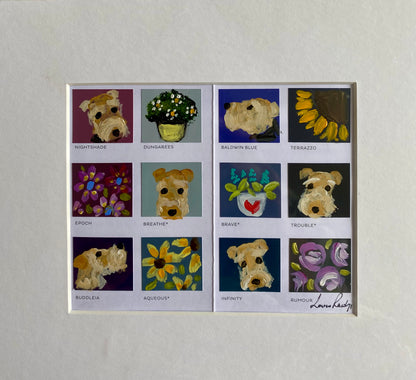 Welsh Terrier Colour Chart