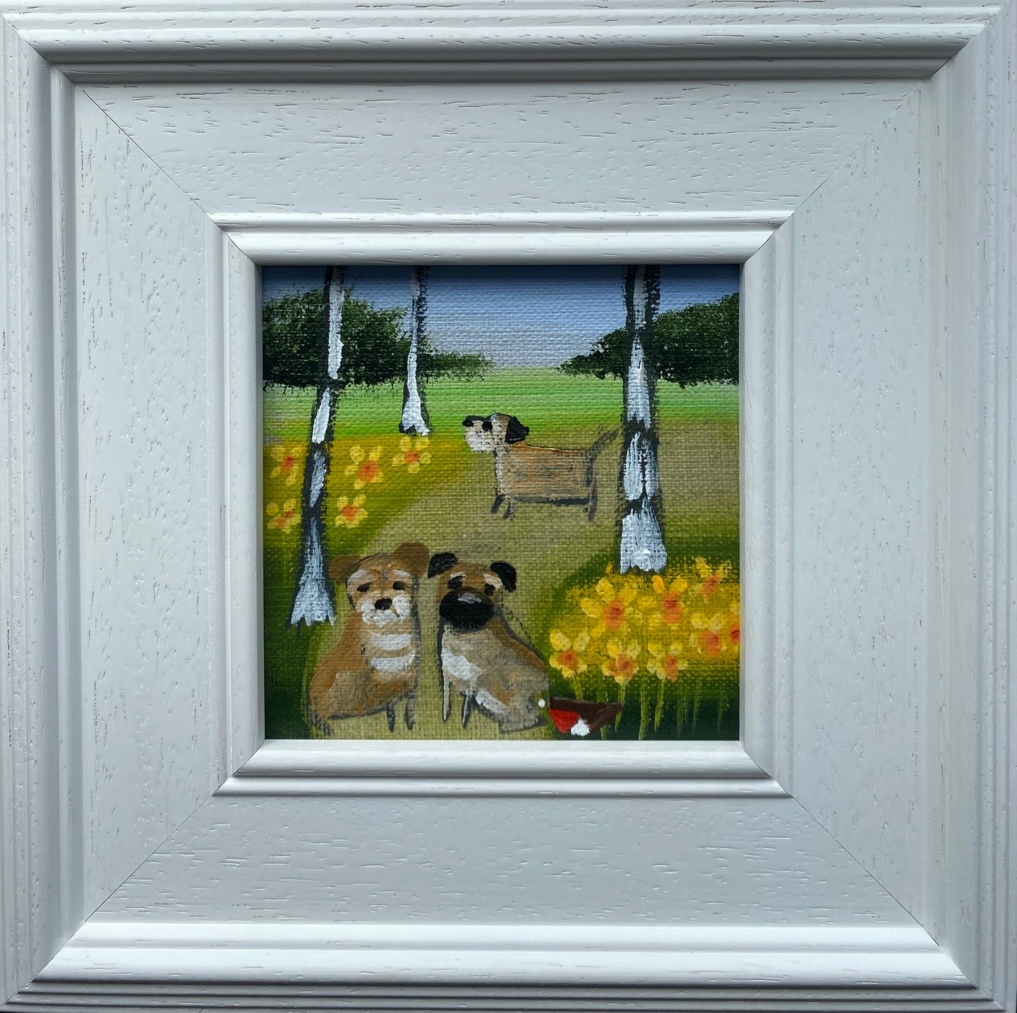 A Wander Through The March Daffs