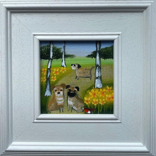 A Wander Through The March Daffs