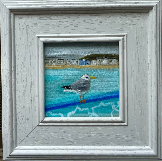 Llandudno Gull