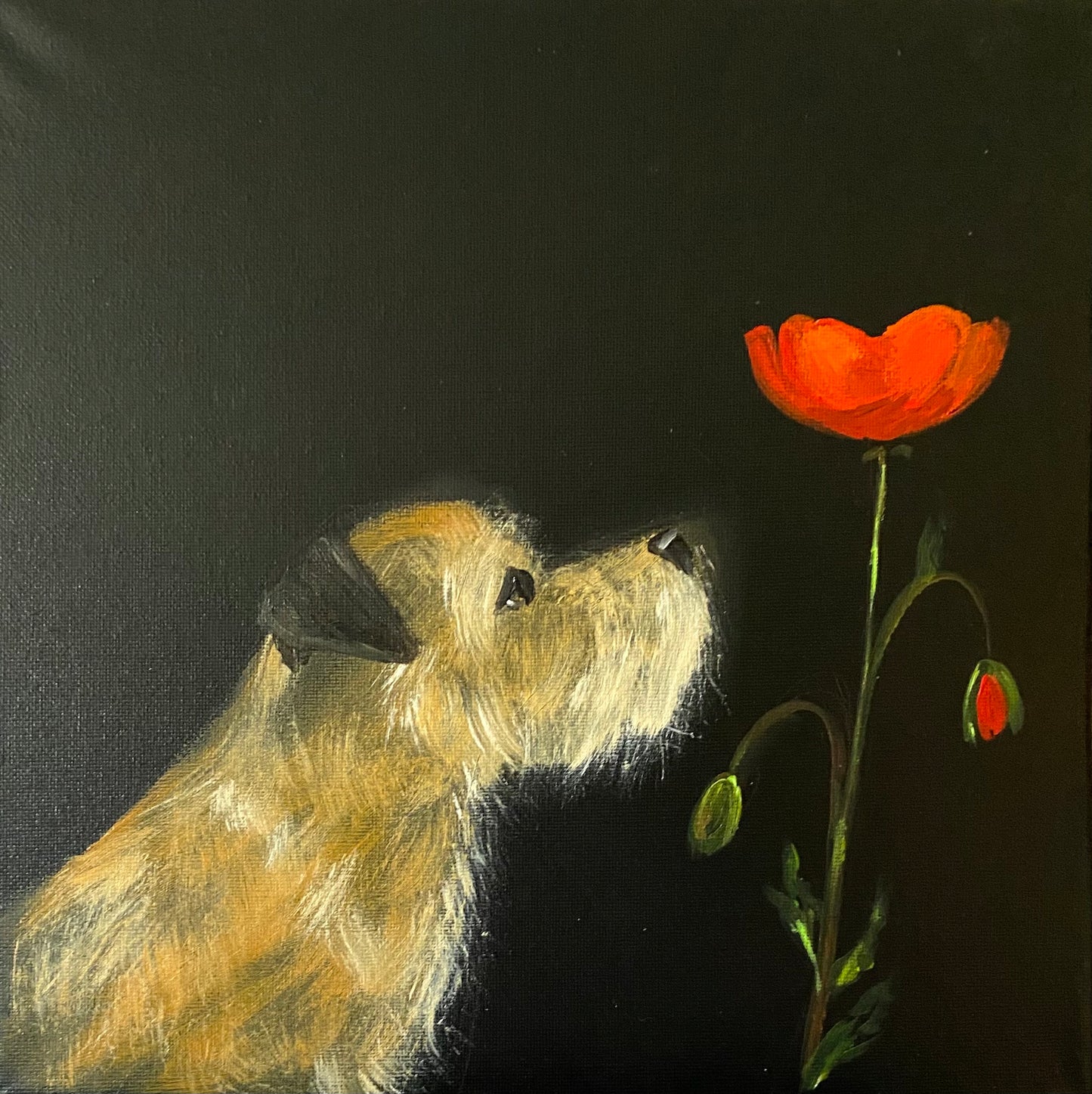 Last Of The Poppies