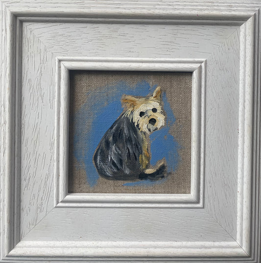Little Yorkie