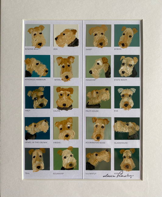 Welsh Terrier Colour Chart