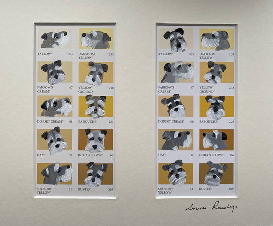 Schnauzer Colour Chart